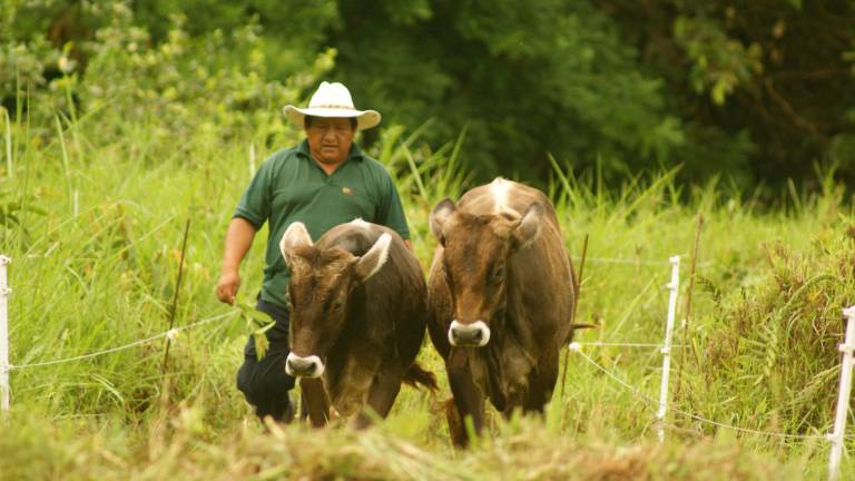 Ecuador arranca vacunación contra fiebre aftosa