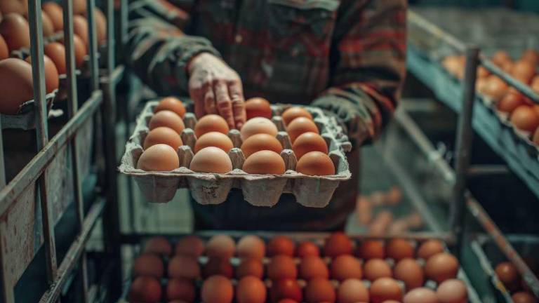 Los huevos de mesa de Ecuador se exportan a los mercados de Cuba y Colombia. (foto referencial)