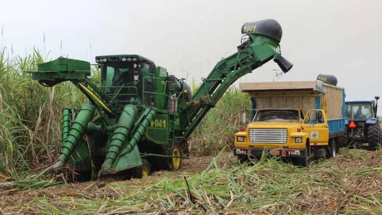 Ecuador espera producir 530.000 toneladas de azúcar en 2026
