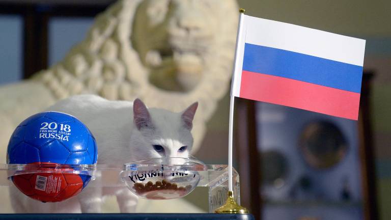 ¿Sabías que un gato sordo fue el 'oráculo' del Mundial de 2018?