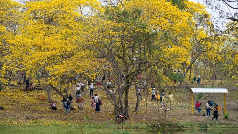 Colimes, en Guayas, se prepara para recibir a turistas en el primer florecimiento de guayacanes 2026