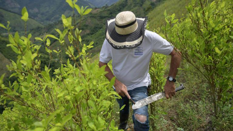 La dura historia de los campesinos perseguidos por la producción de hoja de coca en Colombia
