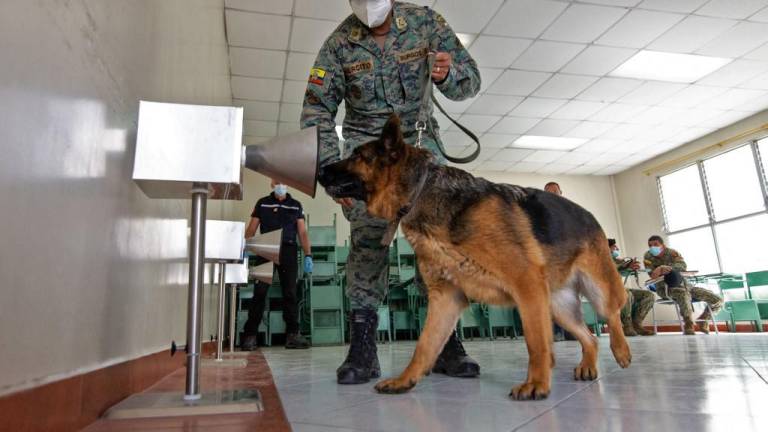 Perros ecuatorianos afinan el olfato para detectar contagiados con covid-19