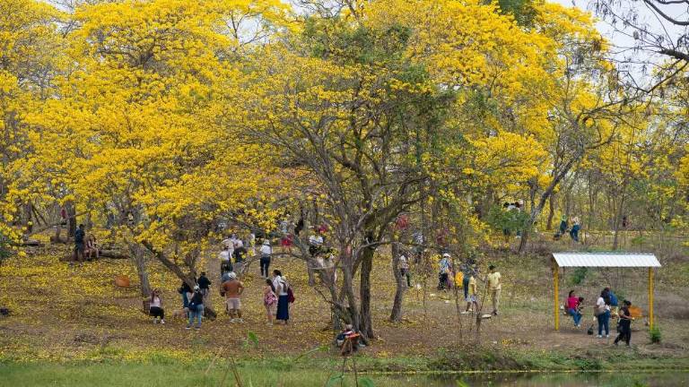 Colimes, en Guayas, se prepara para recibir a turistas en el primer florecimiento de guayacanes 2026