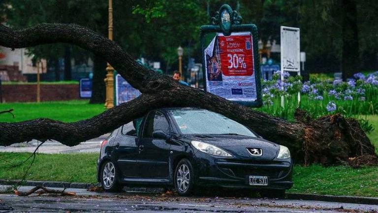 Por el fuerte temporal, varios árboles cayeron en Buenos Aires.
