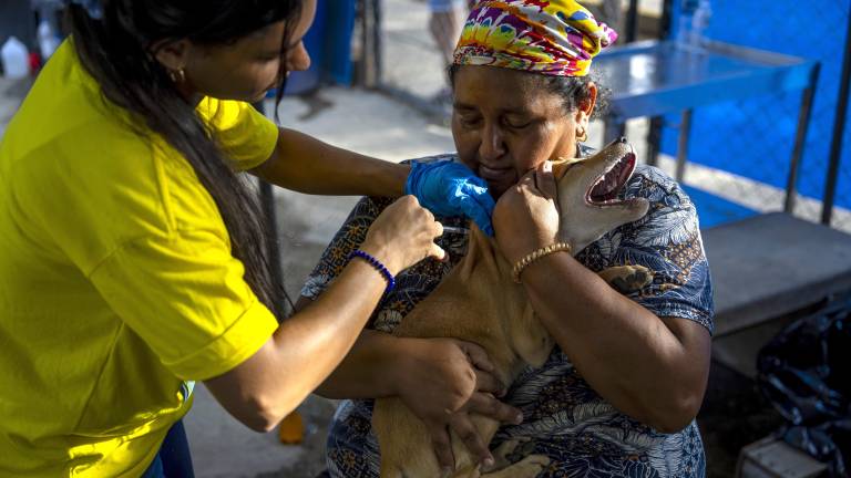 Más de 700 mascotas esperan por un hogar tras los devastadores terremotos en Venezuela