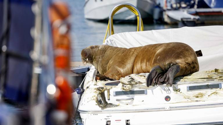 Una traviesa morsa de 600 kilos se acuesta sobre botes y los hunde en Europa