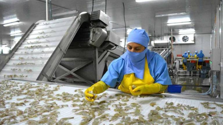 Ecuador es el principal exportador de camarón en el mundo.