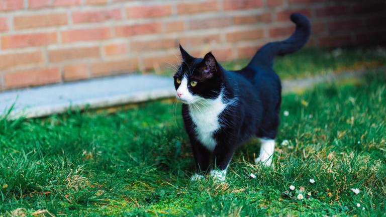 Día Internacional del Gato: lo que todo tutor debe saber sobre su comportamiento
