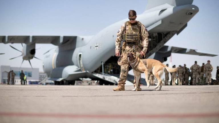 Reino Unido autoriza evacuación de perros y gatos de Kabul; exsoldado fletó un avión