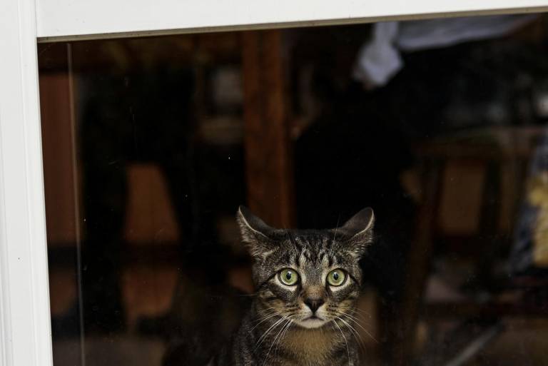 $!Un gato asustado en la ventana de su casa.