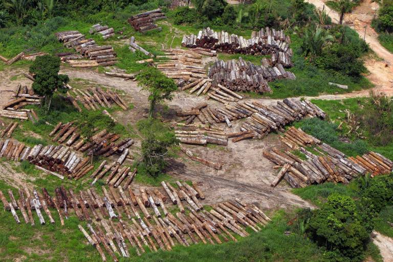 $!Brasil: Deforestación en el Bosque Atlántico equivale a 20.000 campos de fútbol