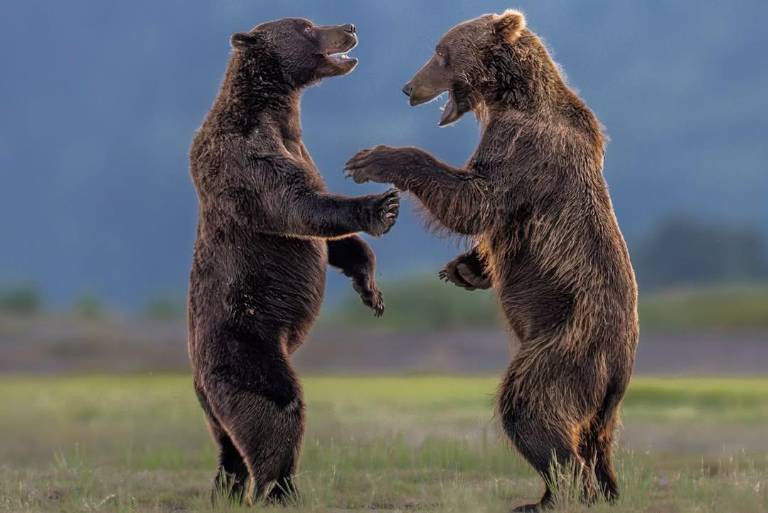 $!Una de las fotos finalistas de los Nikon Comedy Wildlife Awards 2026.
