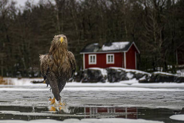 $!Una de las fotos finalistas de los Nikon Comedy Wildlife Awards 2026.