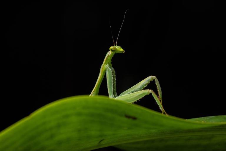 $!Una de las fotos finalistas de los Nikon Comedy Wildlife Awards 2026.