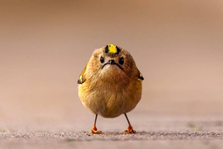 $!Una de las fotos finalistas de los Nikon Comedy Wildlife Awards 2026.