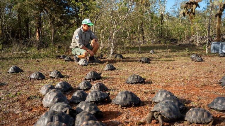 Tortugas Gigantes de Galápagos: una iniciativa busca proteger sus primeros pasos