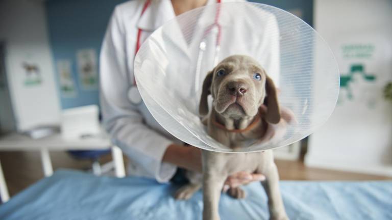 Día Mundial de la Esterilización Animal: ¿por qué este procedimiento puede prevenir enfermedades en perros y gatos?