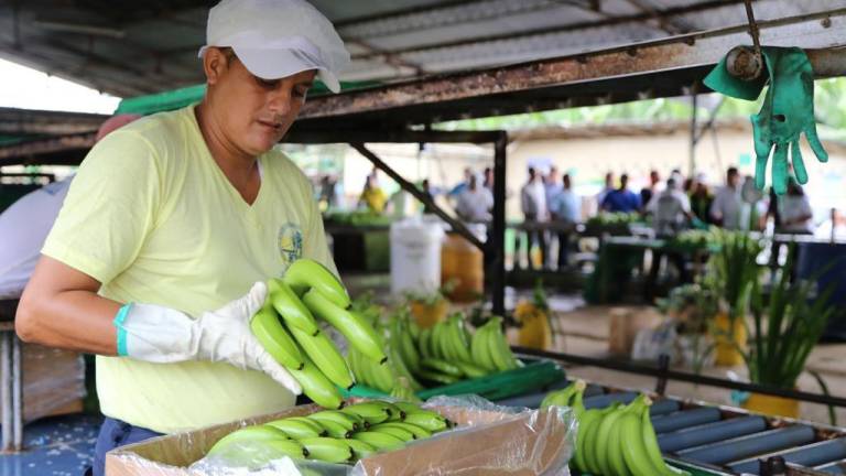 4.000 pequeños productores de banano de Ecuador recibirán subvenciones