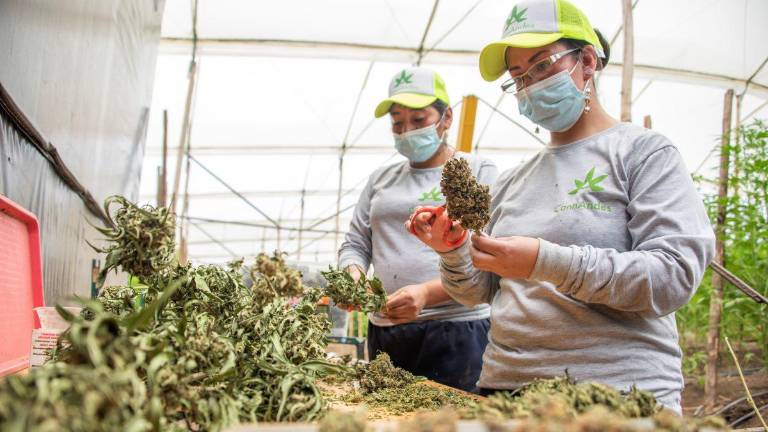 En Ecuador existen 705 empresas operando dentro de la industria del cannabis, 43% está concentrada en Guayas.
