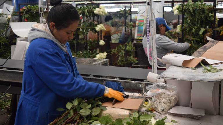 La exportación de flores ecuatorianas hacia los EEUU generó, en el 2024, un ingreso por 333 millones de dólares, que representa el 7% de los envíos de productos no tradicionales a ese país.