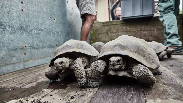 Islas Galápagos: 563 tortugas gigantes fueron repatriadas en el 2023