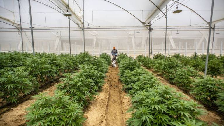 Grandes o pequeños productores: ¿a quién beneficiará la producción de cannabis en Ecuador?