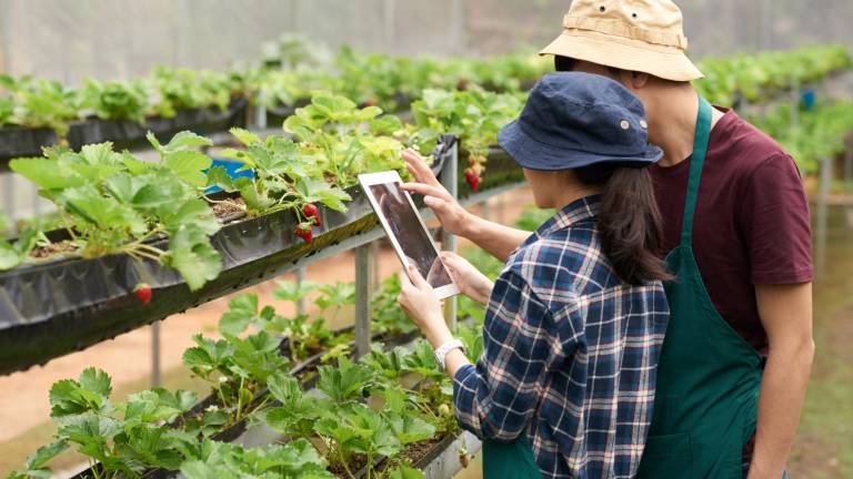 Megalab Plus ofrece un sistema de recomendaciones nutricionales interpretadas de acuerdo con las condiciones de la producción local del agricultor.