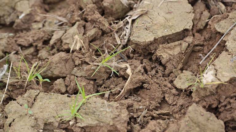 Exclusivo: Expertos alertan sobre 'extinción invisible': una de cada cinco especies del suelo están en peligro de desaparecer