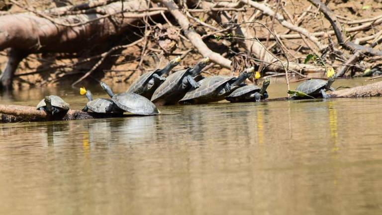 Liberan a 66 tortugas charapas en el Parque Yasuní