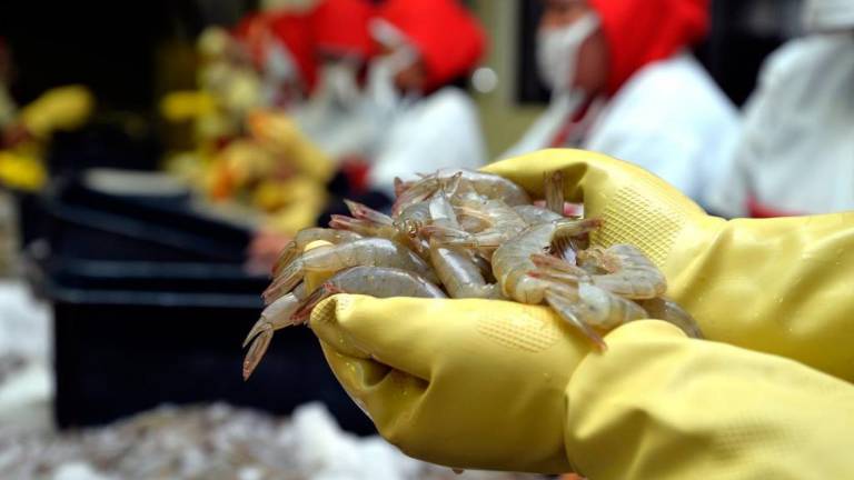 El camarón ecuatoriano ingresa nuevamente a Brasil