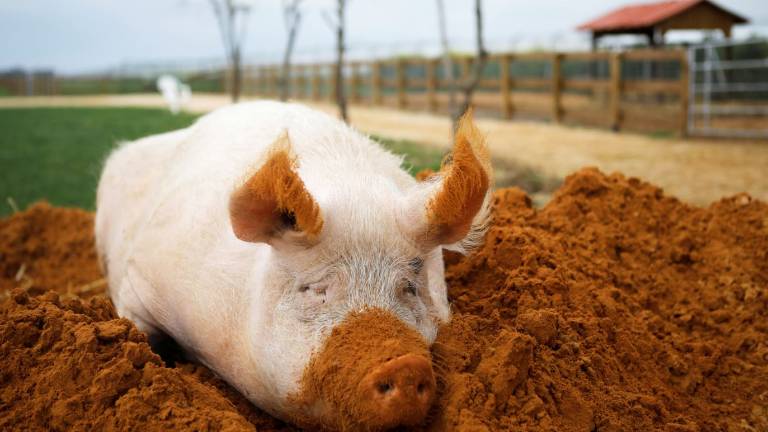 La Granja que cuida de animales que iban a ser sacrificados