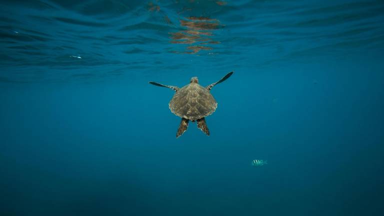 Inician seguimiento a temporada de anidamiento de tortugas verdes en las Islas Galápagos