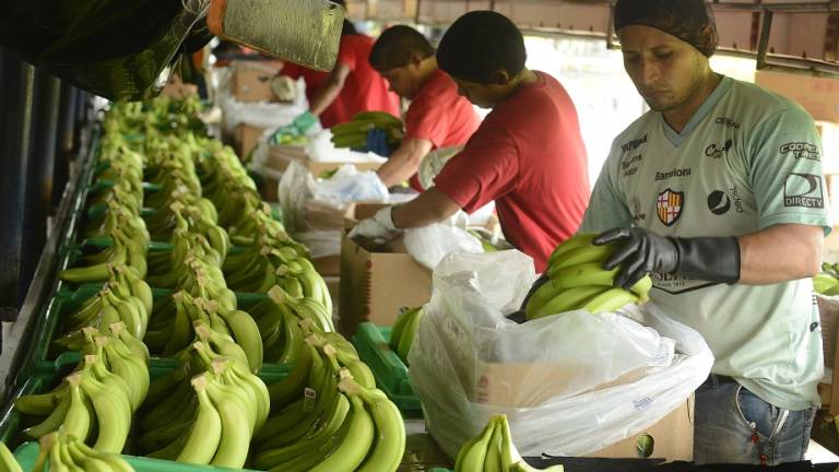 Fuerte presencia mundial del banano ecuatoriano