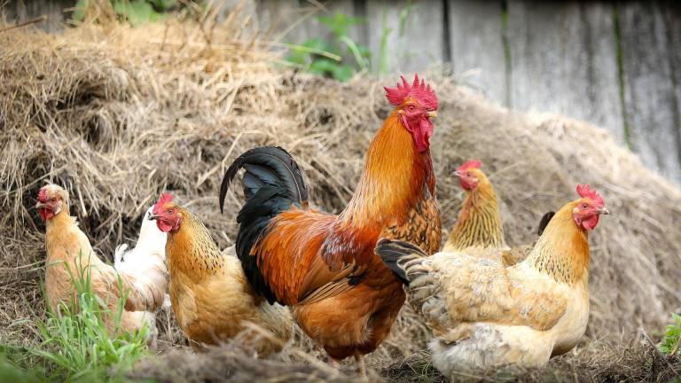 Ecuador se prepara para resistir a la influenza aviar por medio de la vacunación