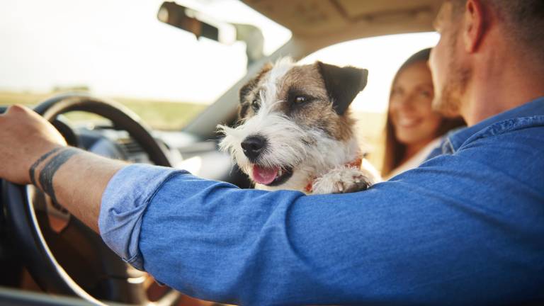 ¿Pueden multarte por llevar a tu mascota suelta en el auto? Esto dice la ley en Ecuador