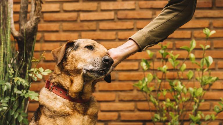 Así puedes reportar el maltrato animal en Guayaquil y Quito