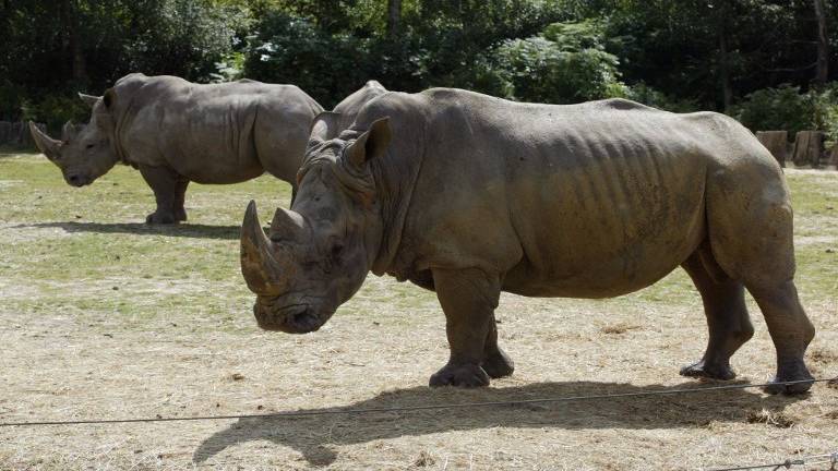 Matan a un rinoceronte en un zoo francés para robarle un cuerno