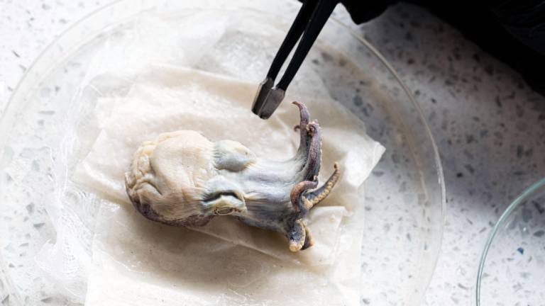 Pulpo azul que sorprendió a la ciencia regresa a Galápagos