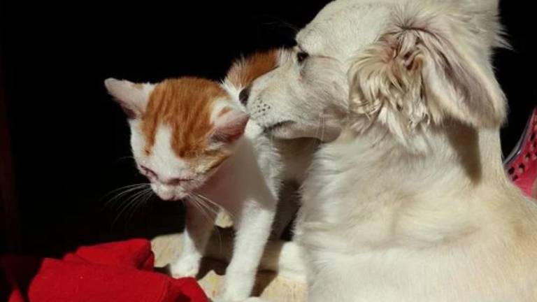 Ecuador y Perú lanzan campaña binacional de vacunación antirrábica canina y felina