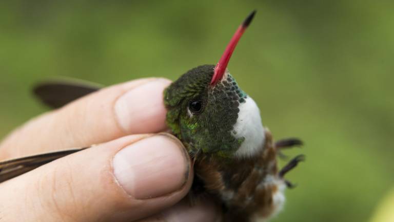 La amenaza invisible que podría causar la extinción de aves en el bosque seco tropical de Ecuador