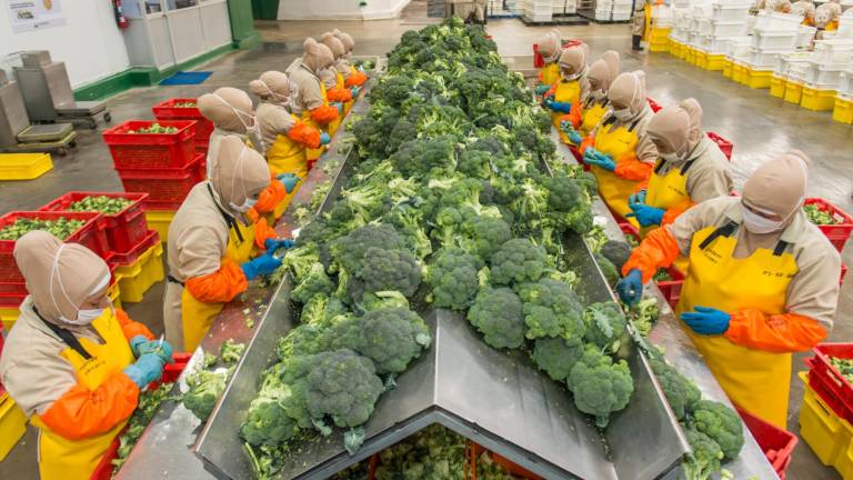 Las exportaciones de brócoli crecieron un 10 por ciento en el 2022. Los envíos hacia Japón se incrementaron en un 20 por ciento.