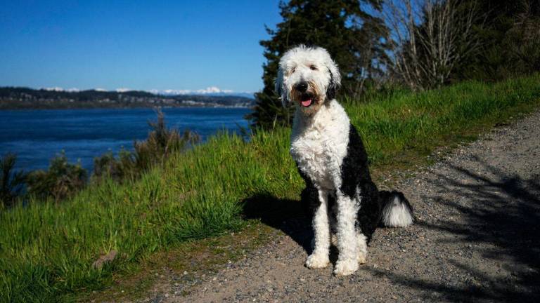 Bunny: la mascota ‘parlante’ que impresiona en redes sociales al comunicarse con su dueña