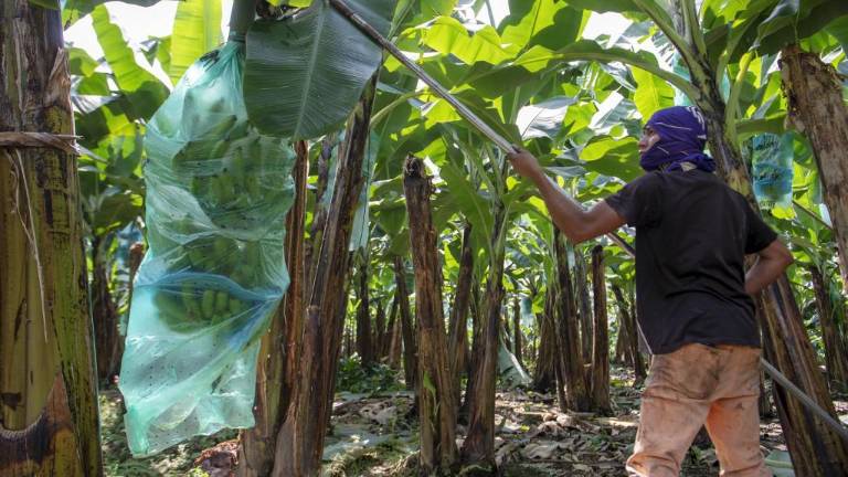 Fincas vacías: guerra en Ucrania profundiza crisis del banano en Ecuador