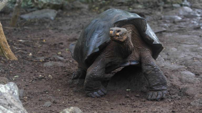 Descubren nueva especie de tortuga gigante en Galápagos