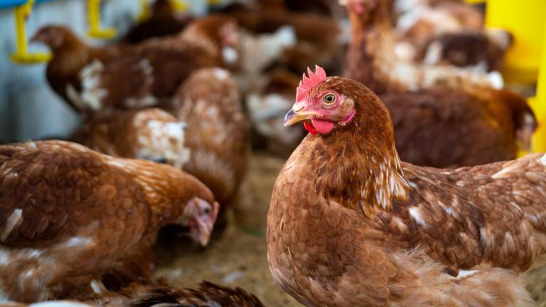 ¿La siguiente pandemia? China detecta el primer caso de gripe aviar H10N3 en humanos