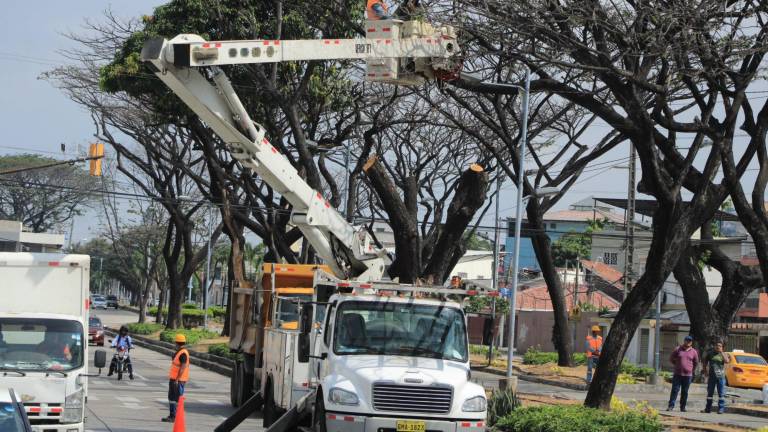 Árboles de Urdesa recuperan el follaje que perdieron por la plaga de cochinilla debido a tratamientos, asegura Municipio de Guayaquil