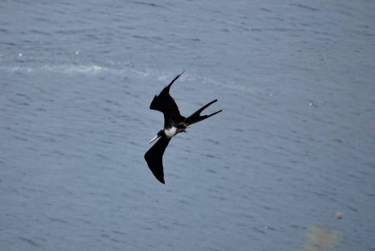 $!ADN de especies únicas de Galápagos se preservarán en un biobanco