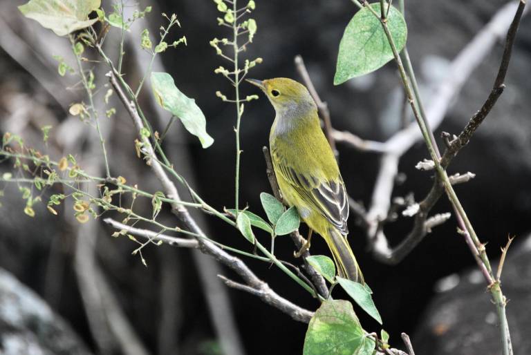 $!ADN de especies únicas de Galápagos se preservarán en un biobanco