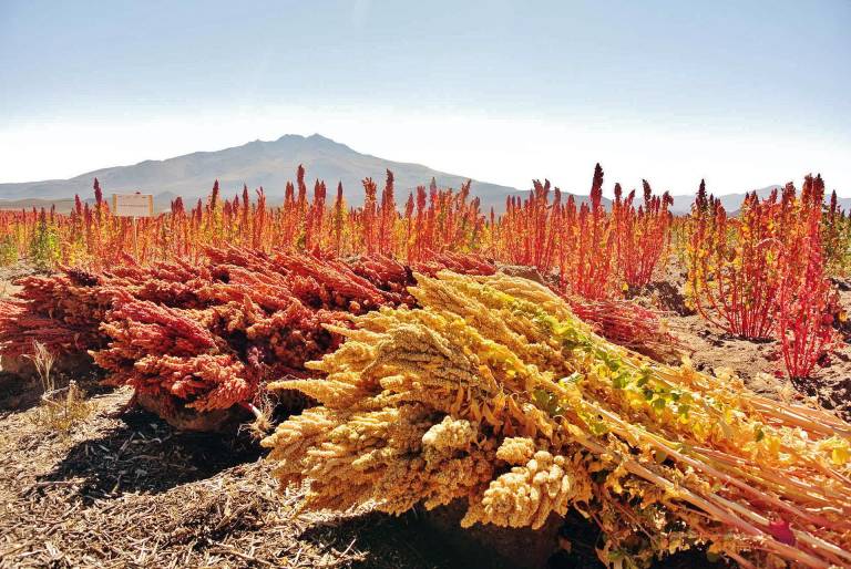 $!El centro histórico de Cuenca, el Parque Nacional Galápagos y el sombrero de paja toquilla son algunos de los patrimonios que nuestro país resguarda.